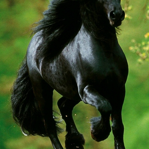 Meet your Posher, Lisa - Picture 1 of 1